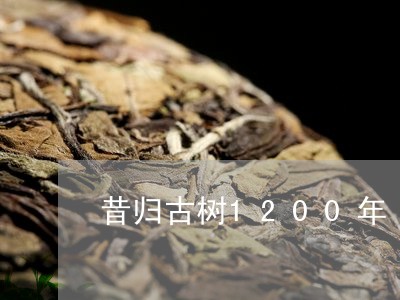 昔归古树1200年/2023031850614