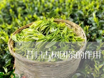 昔归古树团茶的作用/2023041458372