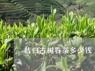 昔归古树春茶多少钱/2023041578490