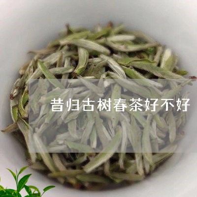 昔归古树春茶好不好/2023031982938