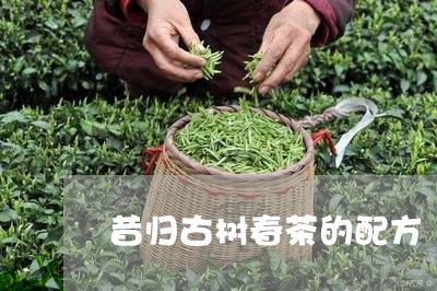 昔归古树春茶的配方/2023041435272