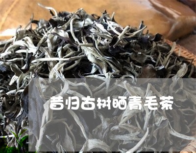 昔归古树晒青毛茶/2023032349481