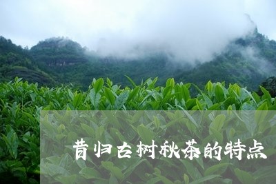 昔归古树秋茶的特点/2023032225162