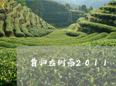 昔归古树茶2011/2023032216268