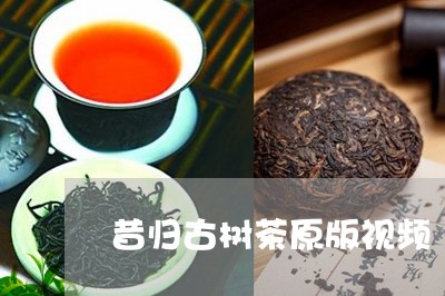 昔归古树茶原版视频/2023032218371