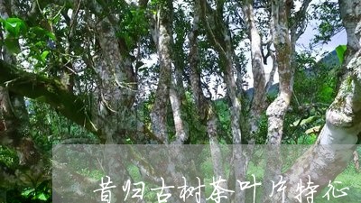 昔归古树茶叶片特征/2023041518350