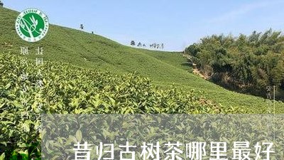 昔归古树茶哪里最好/2023032264925