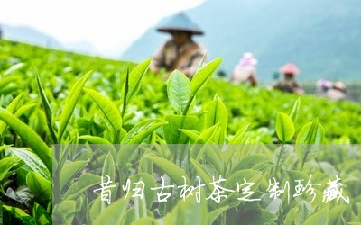 昔归古树茶定制珍藏/2023032237483