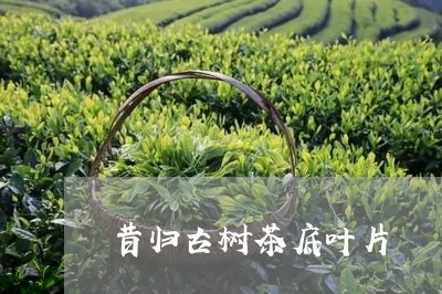 昔归古树茶底叶片/2023032535047