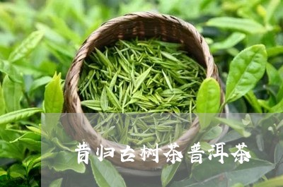 昔归古树茶普洱茶/2023031744958