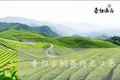 昔归古树茶特点口感/2023032286047