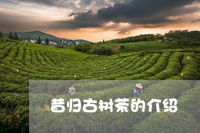 昔归古树茶的介绍/2023032573937