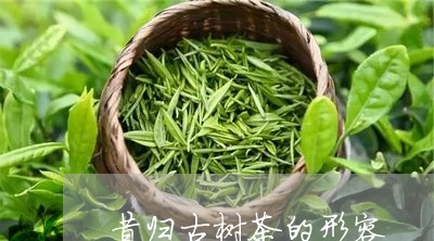 昔归古树茶的形容/2023032528482