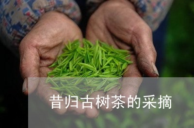 昔归古树茶的采摘/2023032555592