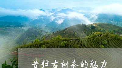 昔归古树茶的魅力/2023032530515