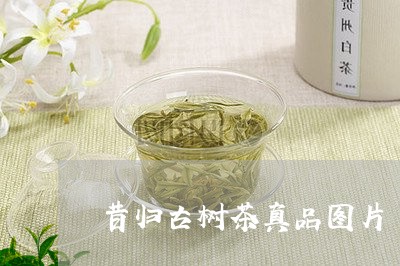 昔归古树茶真品图片/2023032268583