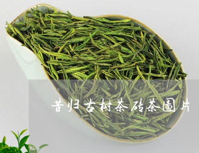 昔归古树茶砖茶图片/2023032240683