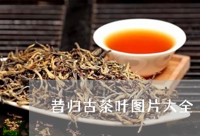 昔归古茶叶图片大全/2023031894837