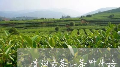 昔归古茶山茶叶价格/2023041481717