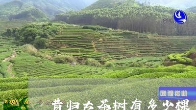 昔归古茶树有多少棵/2023041400450