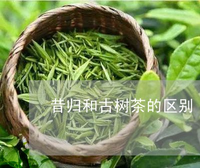 昔归和古树茶的区别/2023032222693