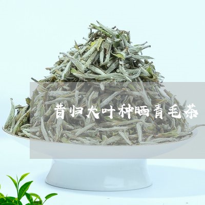 昔归大叶种晒青毛茶/2023041541723