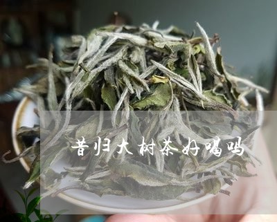 昔归大树茶好喝吗/2023032614038