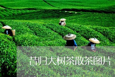 昔归大树茶散茶图片/2023032247260