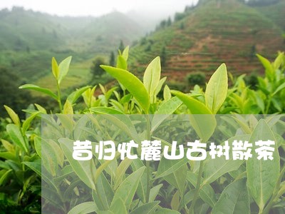 昔归忙麓山古树散茶/2023041548725