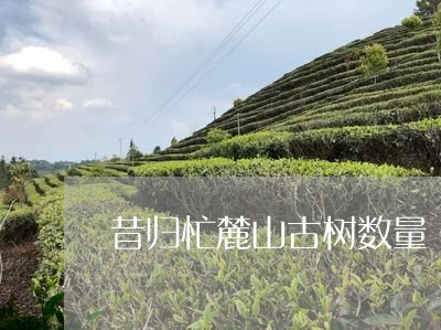 昔归忙麓山古树数量/2023041433727