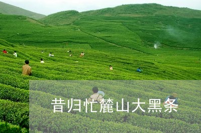 昔归忙麓山大黑条/2023032396269