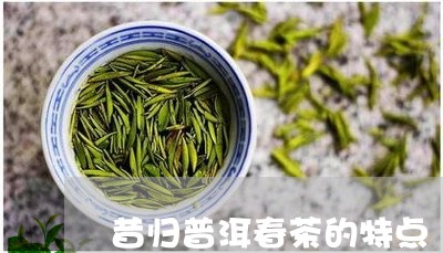 昔归普洱春茶的特点/2023031806261