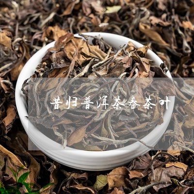 昔归普洱茶春茶叶/2023031782157