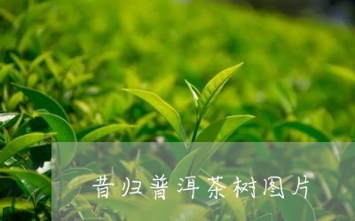 昔归普洱茶树图片/2023032314169