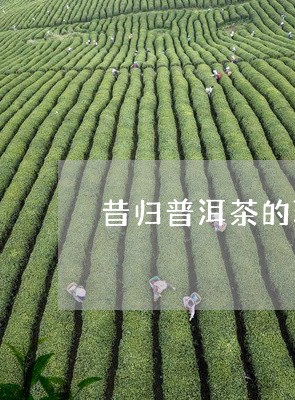 昔归普洱茶的环境/2023031788514