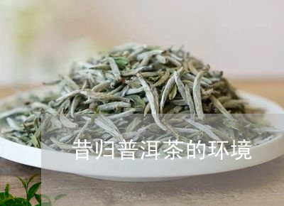 昔归普洱茶的环境/2023041274917