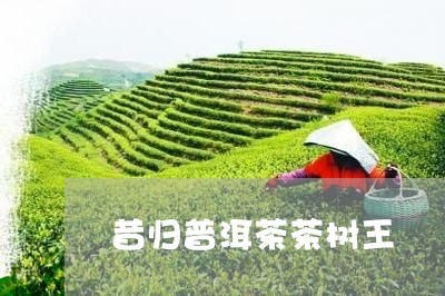 昔归普洱茶茶树王/2023032367570