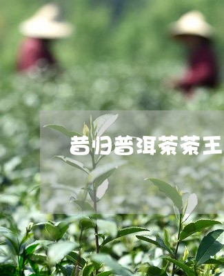 昔归普洱茶茶王寨/2023032342624