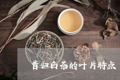 昔归白茶的叶片特点/2023041463837