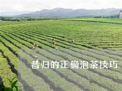 昔归的正确泡茶技巧/2023041407362