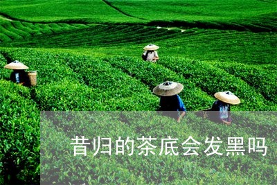 昔归的茶底会发黑吗/2023032295917