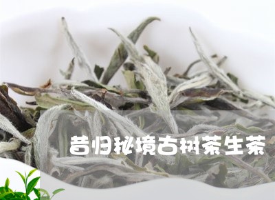 昔归秘境古树茶生茶/2023032297470