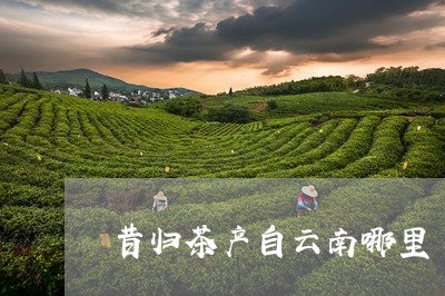 昔归茶产自云南哪里/2023032254046