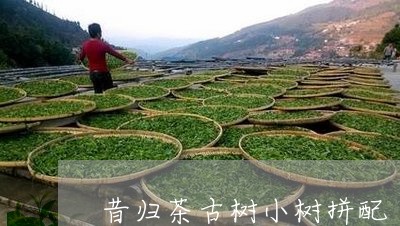 昔归茶古树小树拼配/2023032288394