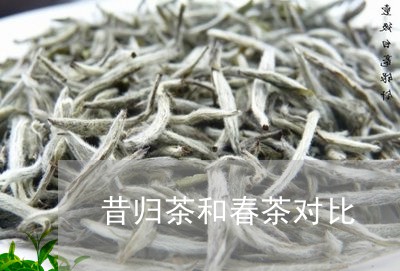 昔归茶和春茶对比/2023032655837