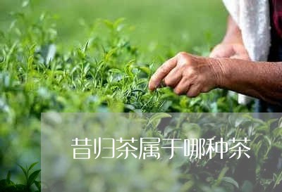 昔归茶属于哪种茶/2023032512817