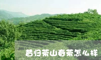 昔归茶山春茶怎么样/2023041566941