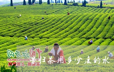 昔归茶用多少度的水/2023032223947