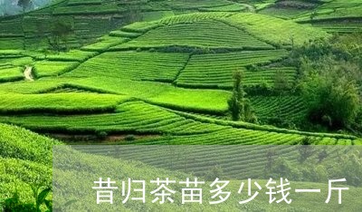 昔归茶苗多少钱一斤/2023032281614