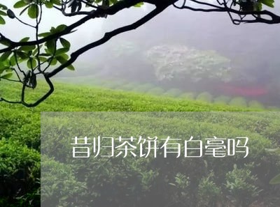 昔归茶饼有白毫吗/2023032622706